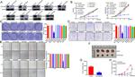 Kir2.2 (KCNJ12) Antibody in Western Blot (WB)