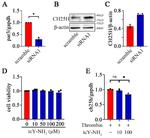 CH25H Antibody in Western Blot (WB)