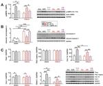 PPARGC1A Antibody in Western Blot (WB)