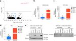 ASIP Antibody in Western Blot (WB)