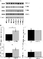 HCN4 Antibody in Western Blot (WB)