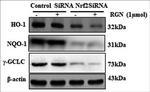 HO-1 Antibody in Western Blot (WB)