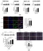 BVES Antibody in Western Blot, Immunocytochemistry (WB, ICC/IF)