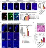 SMYD1 Antibody in Immunohistochemistry (IHC)