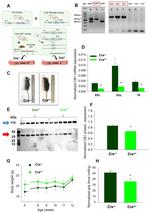 Cannabinoid Receptor 1 Antibody in Western Blot (WB)