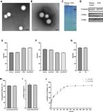 CD42b Antibody in Western Blot (WB)