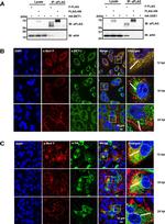 BET1 Antibody in Immunocytochemistry, Immunoprecipitation (ICC/IF, IP)