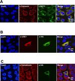 BET1 Antibody in Immunocytochemistry (ICC/IF)