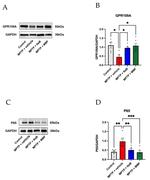 GPR109 Antibody in Western Blot (WB)