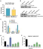 ALOX5 Antibody in Western Blot (WB)