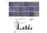 c-Met Antibody in Flow Cytometry (Flow)