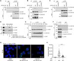 COPB2 Antibody in Western Blot, Immunoprecipitation (WB, IP)