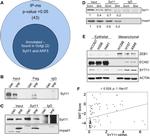 SYT11 Antibody in Western Blot (WB)