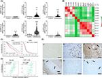 CD85j (ILT2) Antibody in Immunohistochemistry (IHC)