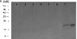 Rat IgG (H+L) Secondary Antibody in Western Blot (WB)