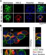 Rabbit IgG (H+L) Cross-Adsorbed Secondary Antibody in Immunocytochemistry (ICC/IF)