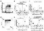 TCR V delta 1 Antibody in Flow Cytometry (Flow)