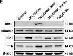 Rabbit IgG (H+L) Secondary Antibody in Western Blot (WB)