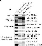 Rabbit IgG (H+L) Secondary Antibody in Western Blot (WB)