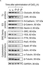 Rabbit IgG (H+L) Secondary Antibody in Western Blot (WB)