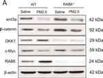 Rabbit IgG (H+L) Secondary Antibody in Western Blot (WB)