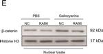 Rabbit IgG (H+L) Secondary Antibody in Western Blot (WB)