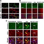 Rat IgG (H+L) Cross-Adsorbed Secondary Antibody in Immunohistochemistry (PFA fixed) (IHC (PFA))