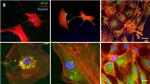 Rabbit IgG (H+L) Cross-Adsorbed Secondary Antibody in Immunocytochemistry (ICC/IF)