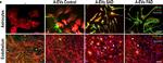 Rabbit IgG (H+L) Cross-Adsorbed Secondary Antibody in Immunocytochemistry (ICC/IF)