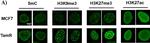 Mouse IgG (H+L) Cross-Adsorbed Secondary Antibody in Immunocytochemistry (ICC/IF)