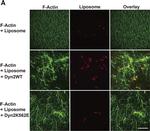 Mouse IgG (H+L) Cross-Adsorbed Secondary Antibody in Immunocytochemistry (ICC/IF)