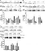 nNOS Antibody in Western Blot (WB)