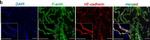 Mouse IgG (H+L) Cross-Adsorbed Secondary Antibody in Immunocytochemistry (ICC/IF)