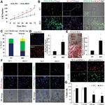 CD140a (PDGFRA) Antibody in Immunocytochemistry, Immunohistochemistry (ICC/IF, IHC)