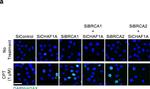 Mouse IgG (H+L) Cross-Adsorbed Secondary Antibody in Immunocytochemistry (ICC/IF)