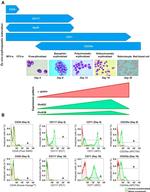 CD34 Antibody in Flow Cytometry (Flow)