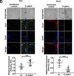 Mouse IgG (H+L) Cross-Adsorbed Secondary Antibody in Immunohistochemistry (IHC)