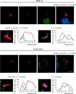 Mouse IgG (H+L) Cross-Adsorbed Secondary Antibody in Immunocytochemistry (ICC/IF)