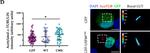 Mouse IgG (H+L) Cross-Adsorbed Secondary Antibody in Immunocytochemistry (ICC/IF)