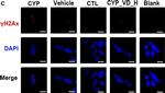 Mouse IgG (H+L) Cross-Adsorbed Secondary Antibody in Immunocytochemistry (ICC/IF)