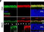 Rabbit IgG (H+L) Cross-Adsorbed Secondary Antibody in Immunocytochemistry (ICC/IF)