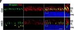 Mouse IgG (H+L) Cross-Adsorbed Secondary Antibody in Immunocytochemistry (ICC/IF)