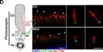 Rabbit IgG (H+L) Cross-Adsorbed Secondary Antibody in Immunocytochemistry (ICC/IF)