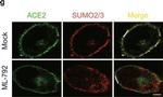 Mouse IgG (H+L) Cross-Adsorbed Secondary Antibody in Immunocytochemistry (ICC/IF)