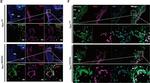 Rat IgG (H+L) Cross-Adsorbed Secondary Antibody in Immunohistochemistry (Frozen) (IHC (F))