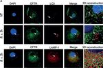 Rat IgG (H+L) Cross-Adsorbed Secondary Antibody in Immunocytochemistry (ICC/IF)