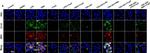 Rabbit IgG (H+L) Cross-Adsorbed Secondary Antibody in Immunocytochemistry (ICC/IF)