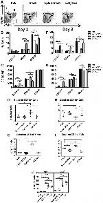 CD11c Antibody in Flow Cytometry (Flow)