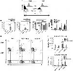 CD8a Antibody in Flow Cytometry (Flow)