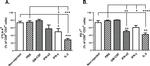 CD152 (CTLA-4) Antibody